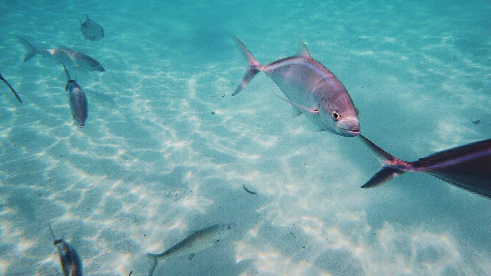 告诉你为什么我不坐邮轮去巴哈马!