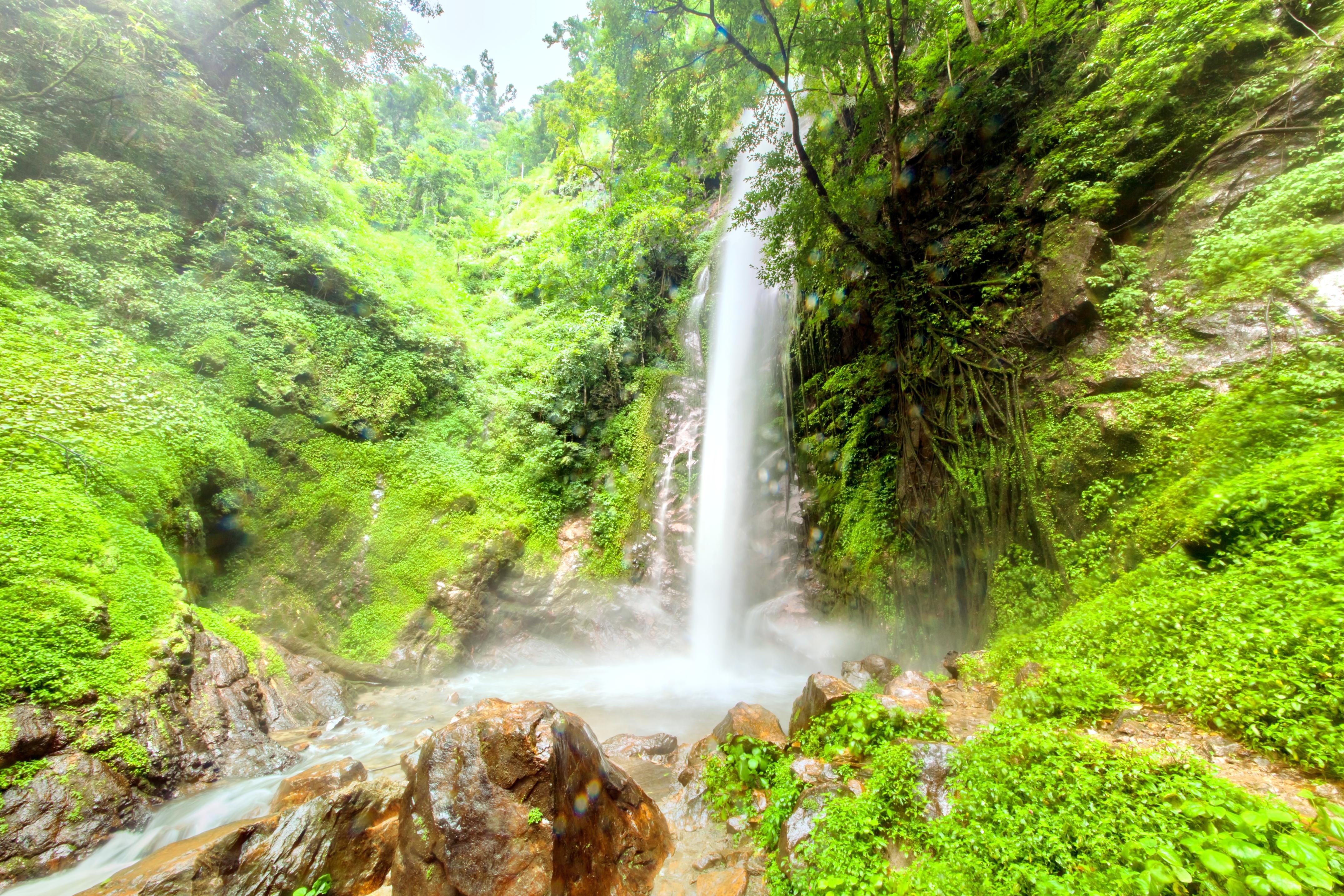 莫里热带雨林景区