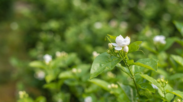 南宁九龙瀑布群国家森林公园中华茉莉园宝华山一日游茉莉花海香之旅