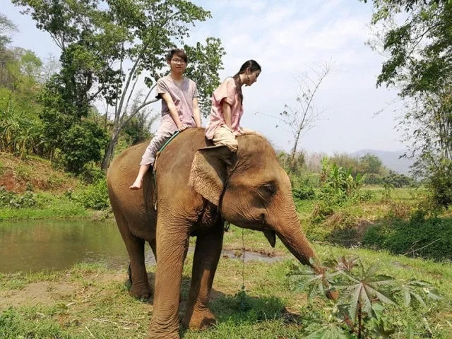 可以: 丨和小象共浴,为小象baby做泥土spa 丨学习裸骑,锻炼大象的体能