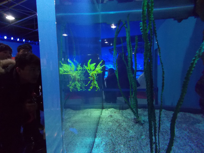 大连恐龙馆、星海广场、老虎滩乐园春节自驾亲