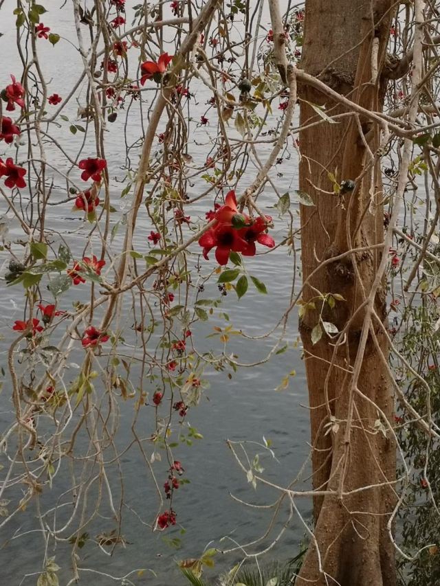 阿斯旺植物园区
