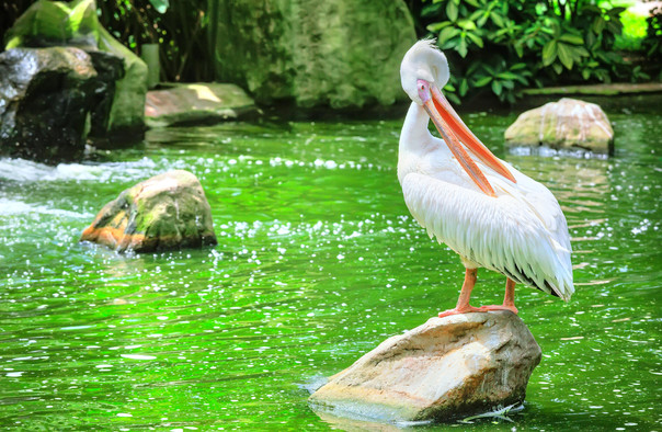 吉隆坡飞禽公园