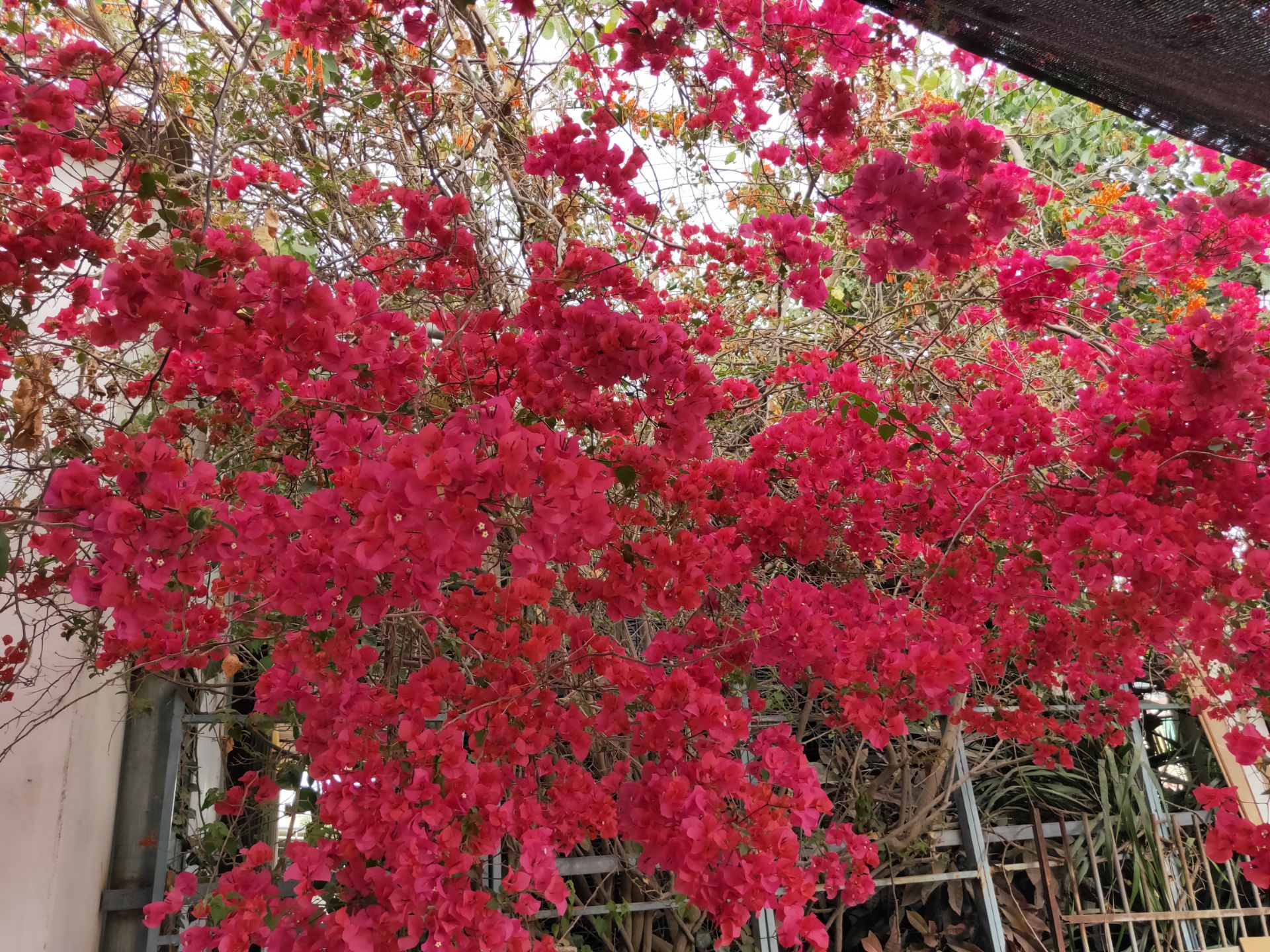 海南省珍惜植物科技馆