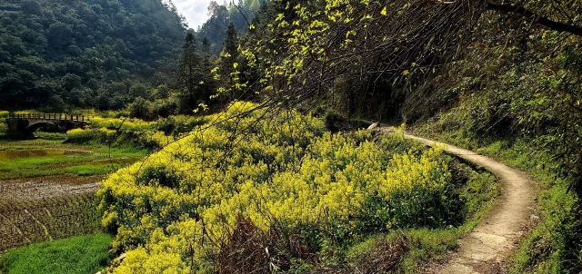 歙縣樟潭大樟樹遊玩攻略簡介,歙縣樟潭大樟樹門票/地址/圖片/開放時間