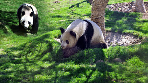 临沂动植物园休闲一日游 看大熊猫金丝猴东北虎南非象 线路推荐 携程玩乐