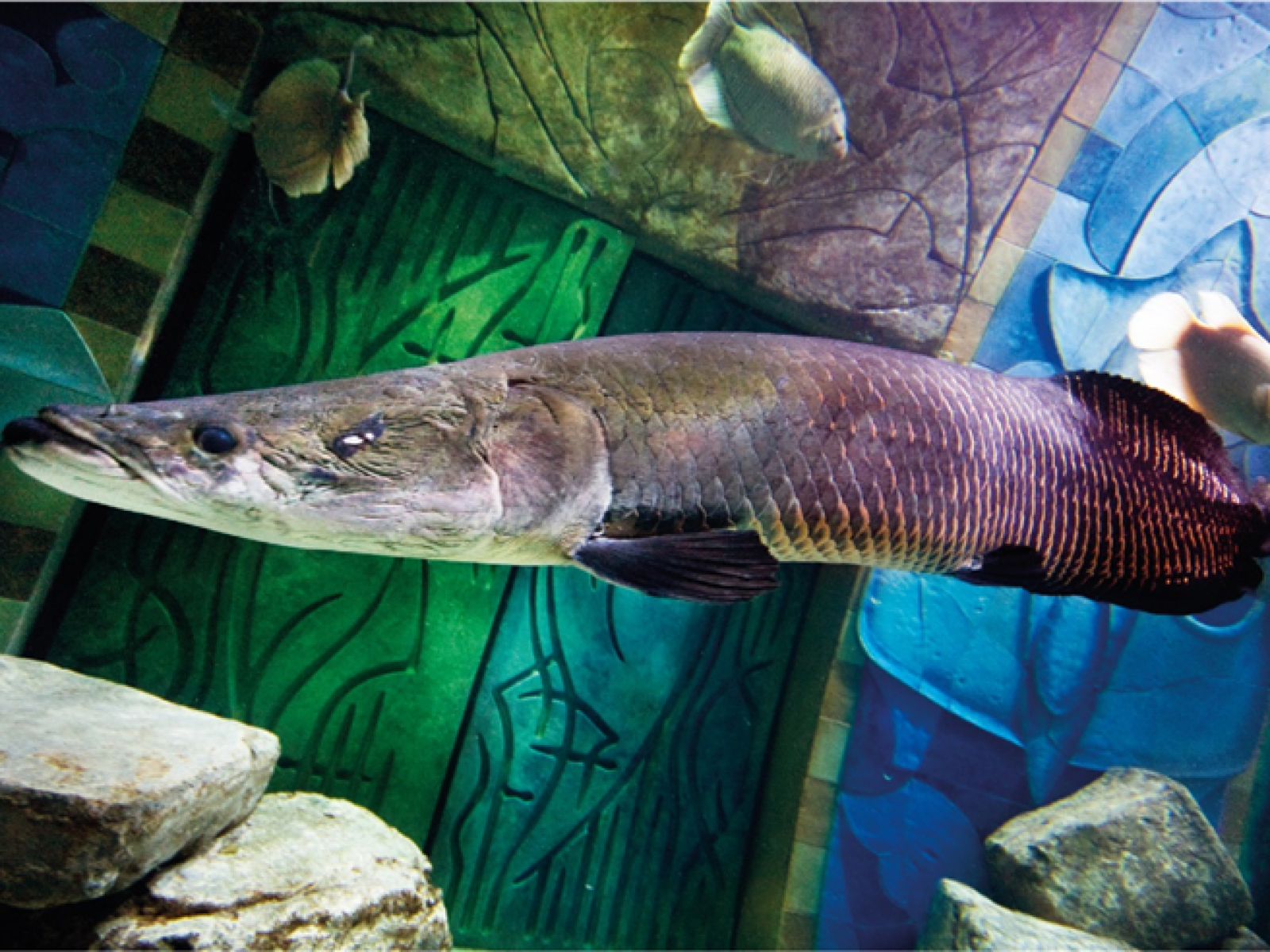 三亚亚特兰蒂斯失落的空间水族馆(The Lost Chambers Aquarium (Sanya))