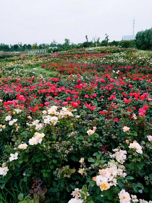 爱情海玫瑰园