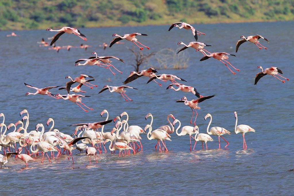 【集结号】【肯尼亚动物大迁徙】——非洲狂野体验之旅