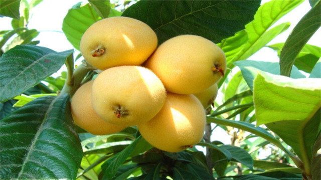 金色满园农场 5分 (1条点评) 9 金色满园农场总占地50余亩,拥有枇杷树