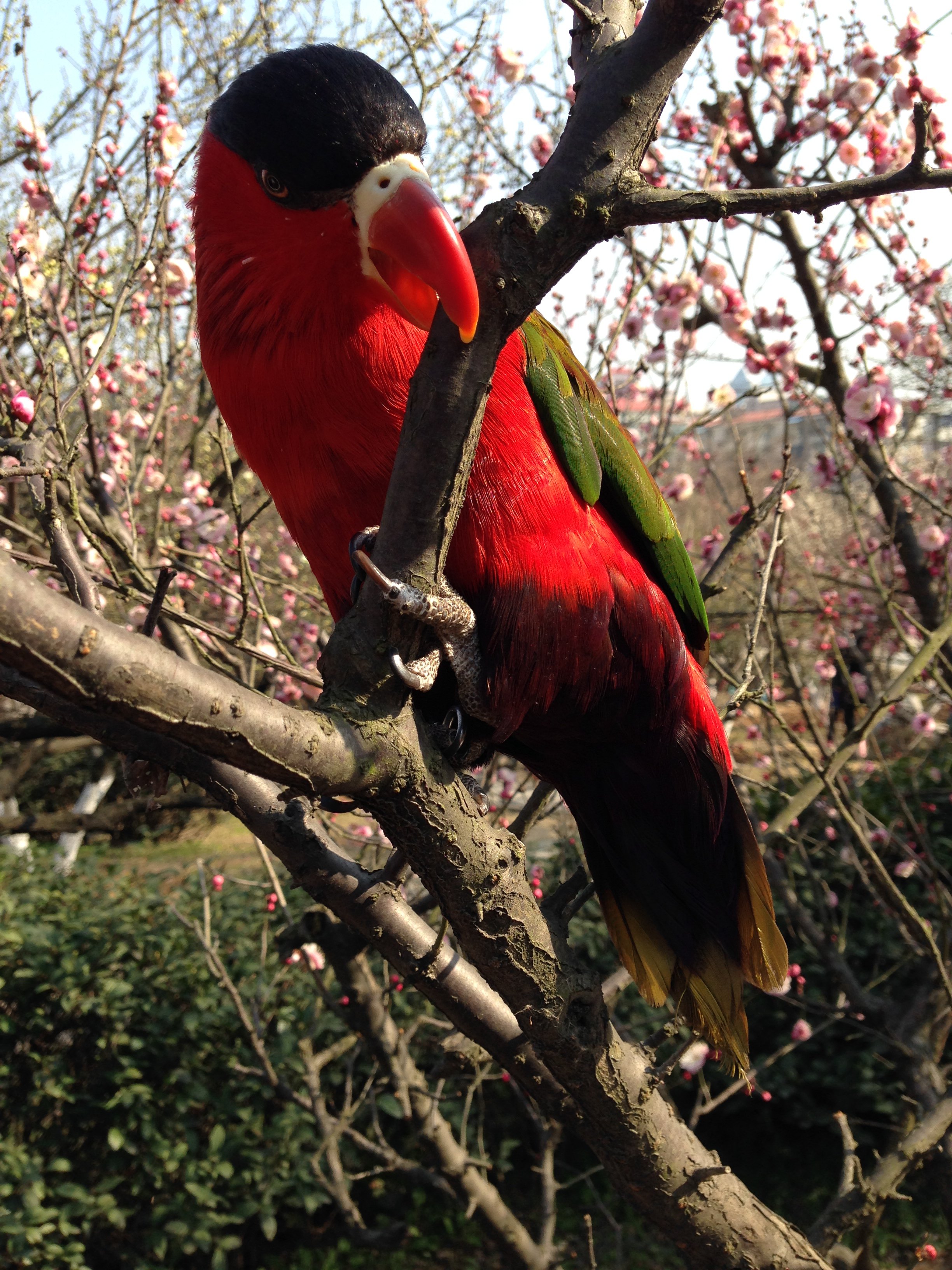 一只美丽的黑顶吸蜜鹦鹉