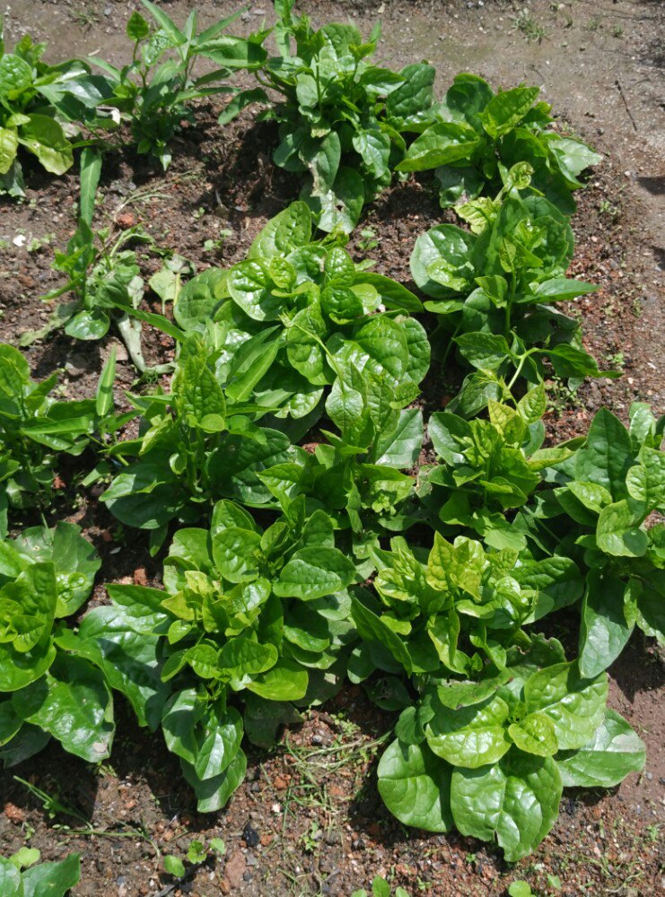 软江菜 天下灵山