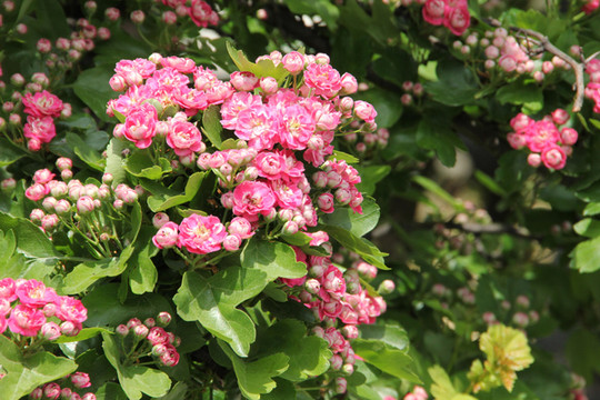 维也纳美泉宫入口处的一个院子四周种植了不少开红花的小乔木,高3 –