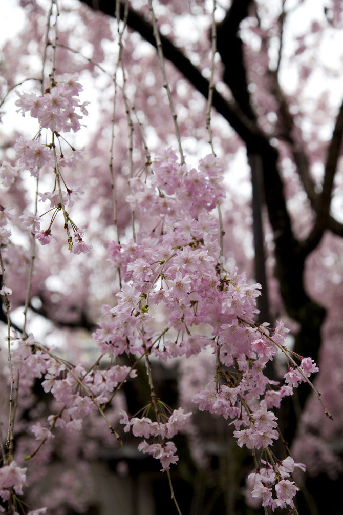 [赏樱]在关西,体会日本樱花文化