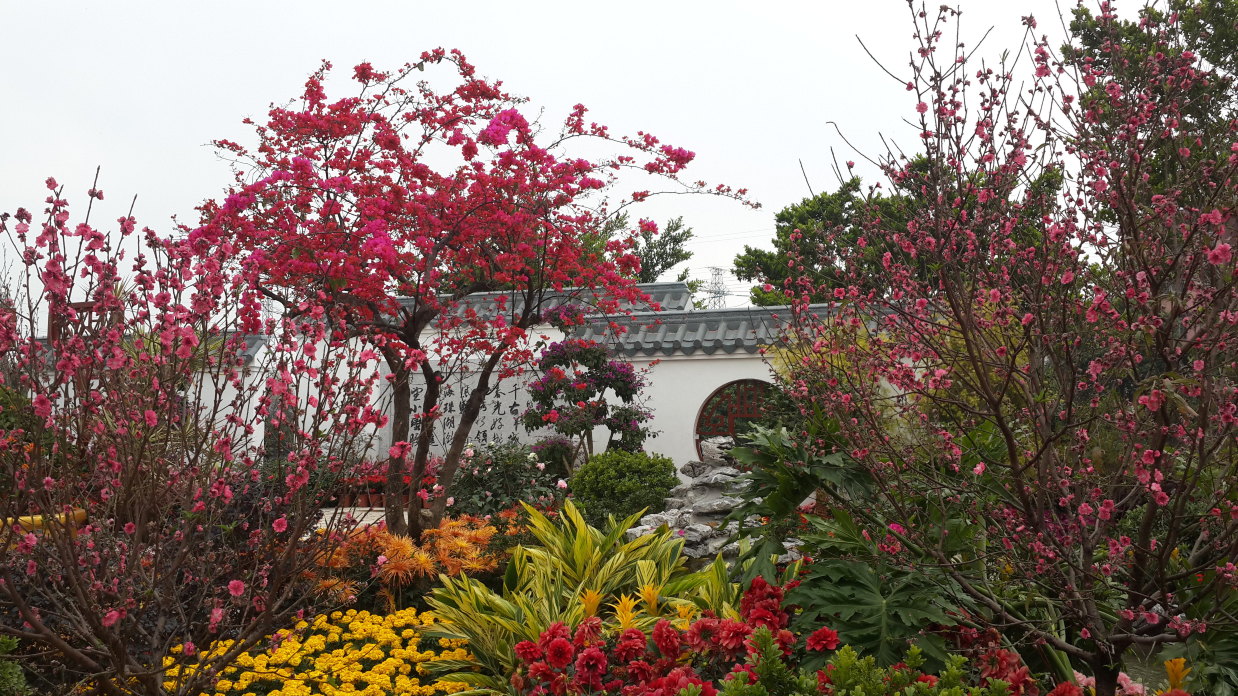 "广州过年,花城看花"