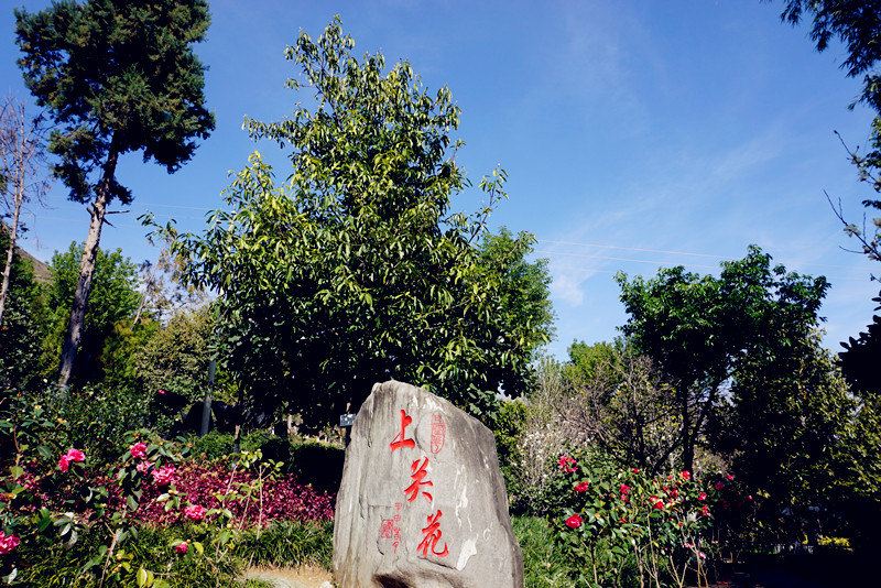 索道下去,直接到了上关花,被花包围的世界