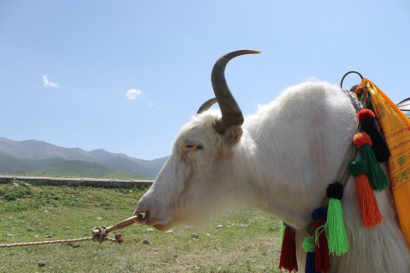青海湖茶卡盐湖游记攻略