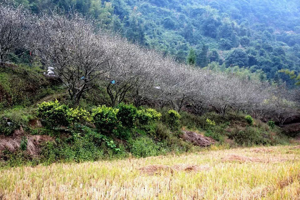 从化古田村