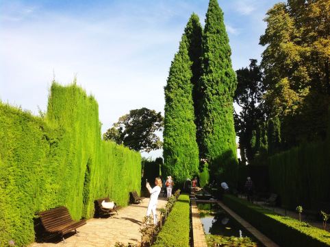 精心培植和修剪过的柏树墙