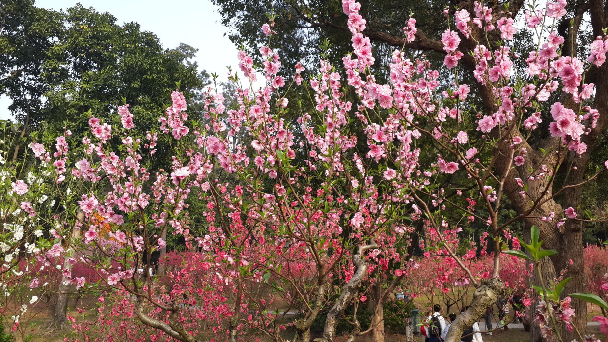 "广州过年,花城看花"
