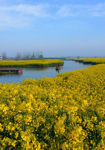 興化垛田油菜花(2015)