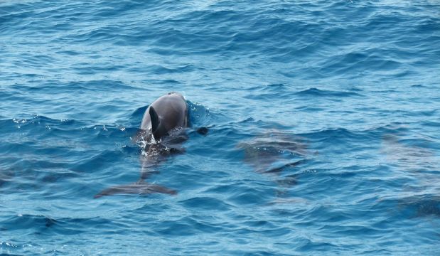 在红海的游船上我们看到了戏水的海豚,真是有点意外的惊喜.