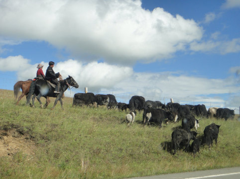 成群的牦牛哦,据说一头可以卖上万元. 玛曲草原