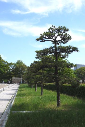 园内的每一棵松树都被修整得端端正正,听说小日本就好这口.