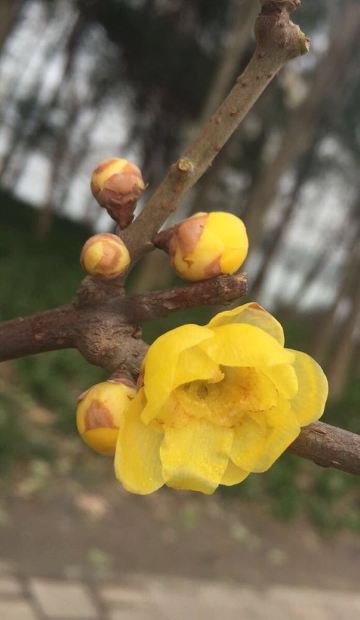 蜡梅即腊梅,腊为年末十二月,因此蜡梅是冒着严寒怒放的花,又称雪里花.