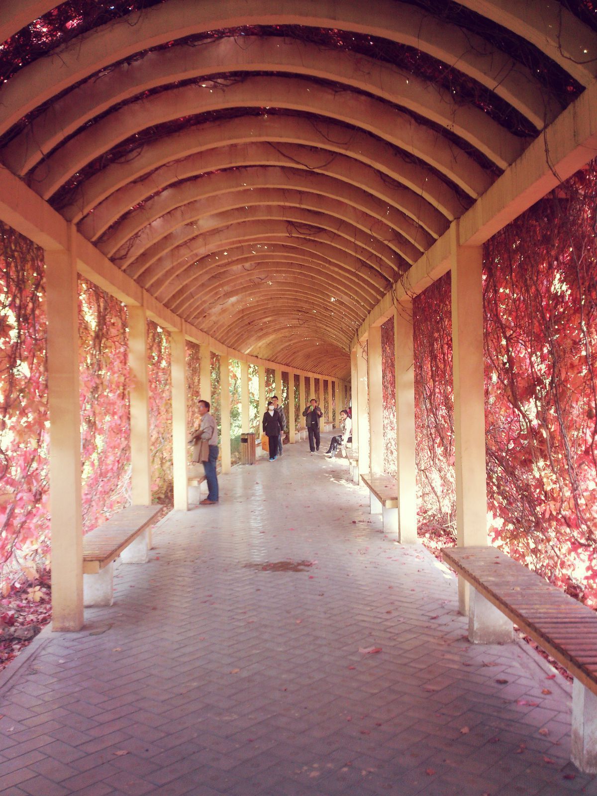 记忆的长廊,婚礼进行曲