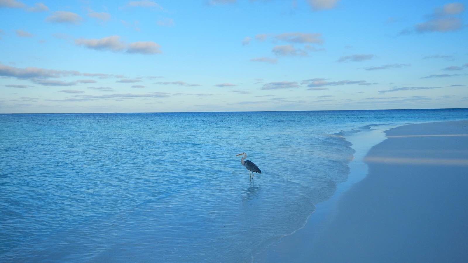 偶遇的海鸟,你在等心上人吗? 马尔代夫蓝色美人蕉岛
