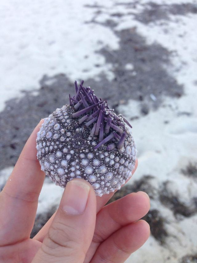 很奇怪的贝壳长满了紫色的刺 毛里求斯