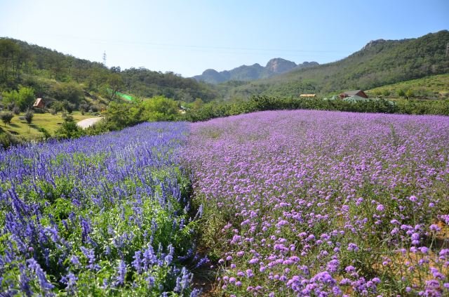 紫雲花汐薰衣草莊園之旅 - 大連遊記攻略【攜程攻略】