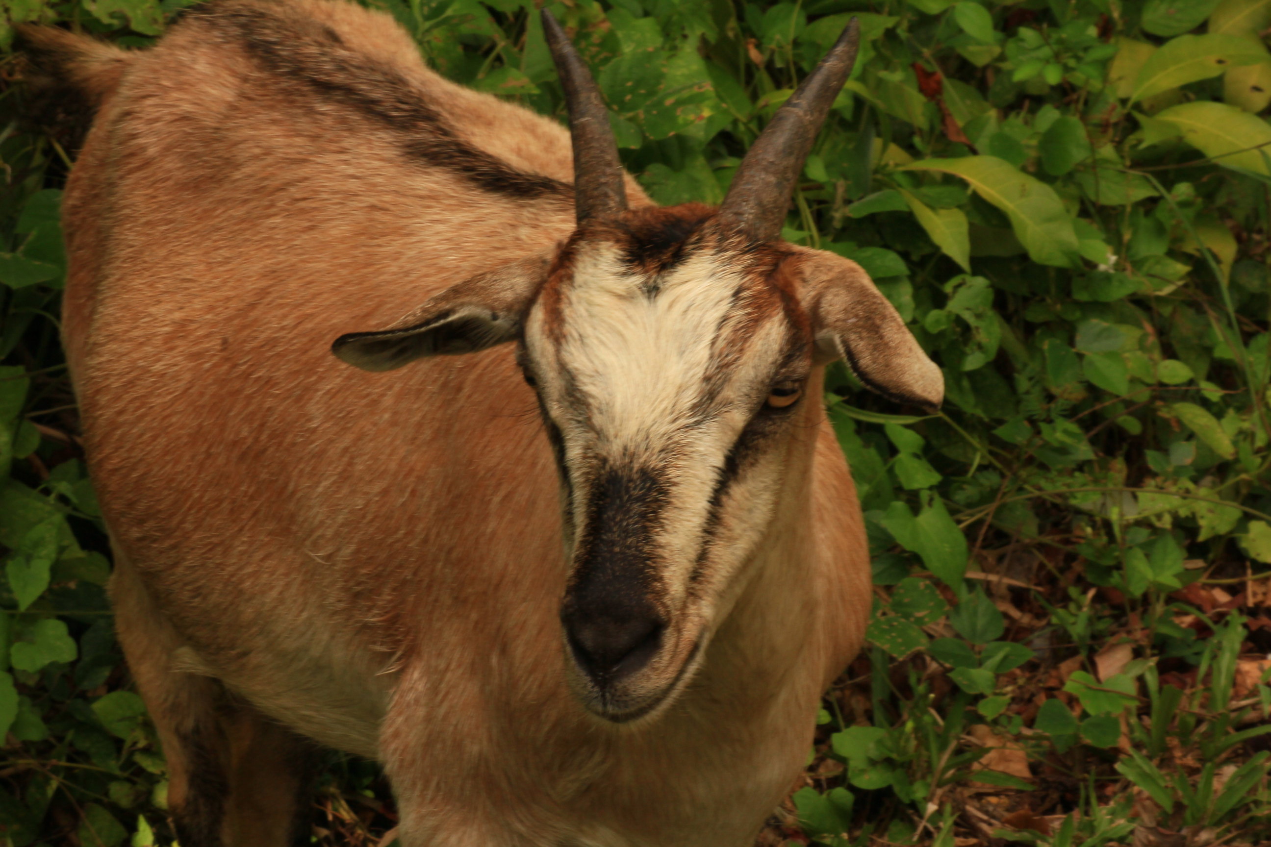 成年的黑鼻子山羊 马来西亚亚庇红树林