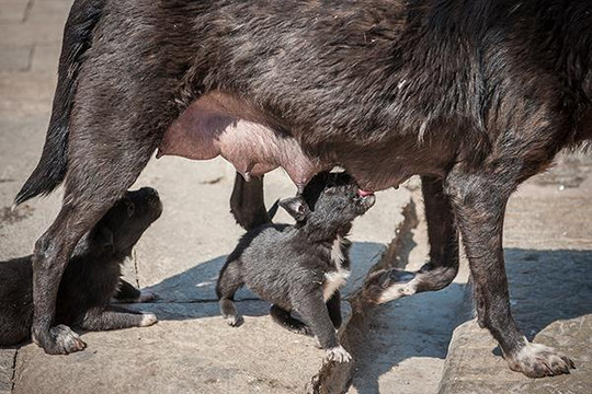 猴庙上有很多小狗,我们休息时正好看到一只小狗吃奶的
