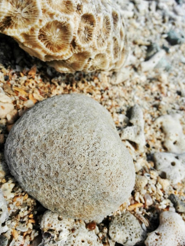 贝壳沙滩名不虚传,沿岸许许多多奇形怪状的贝壳珊瑚石,无聊的话可以在