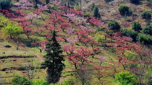 【踏青賞花】遊河源連平上坪桃花山 賞萬畝桃花朵朵開一日遊(深圳出發