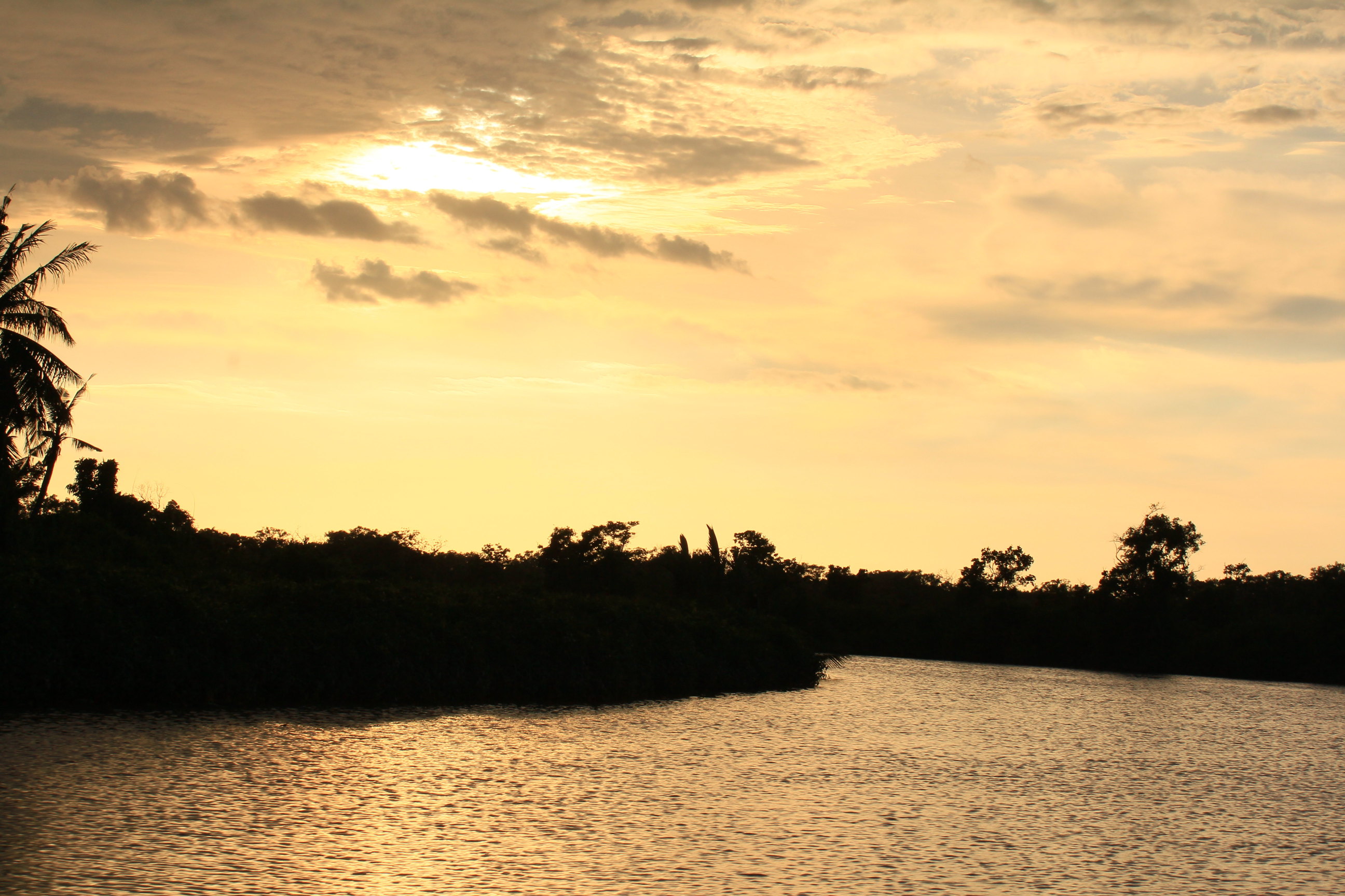 黄昏落日中的树林 马来西亚亚庇红树林