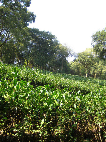                   君山银针茶园