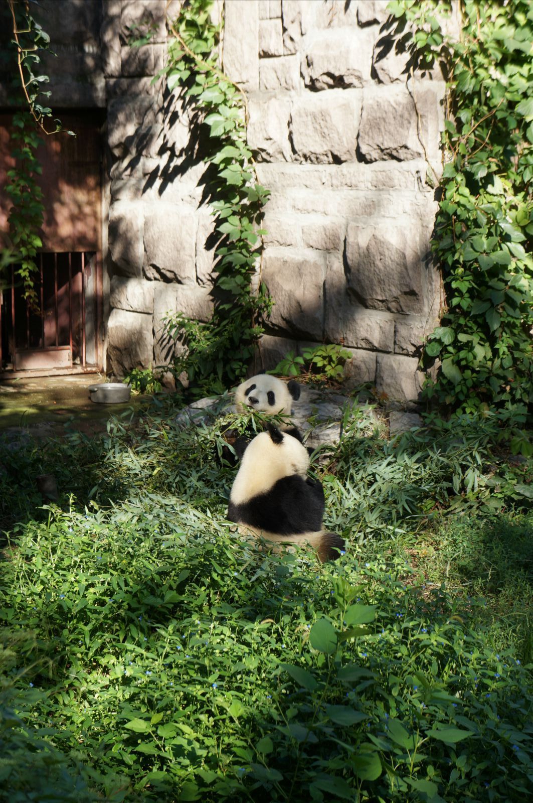 各種萌 北京動物園 獅虎山 增加了一條室內的動線,視野效果好很多.