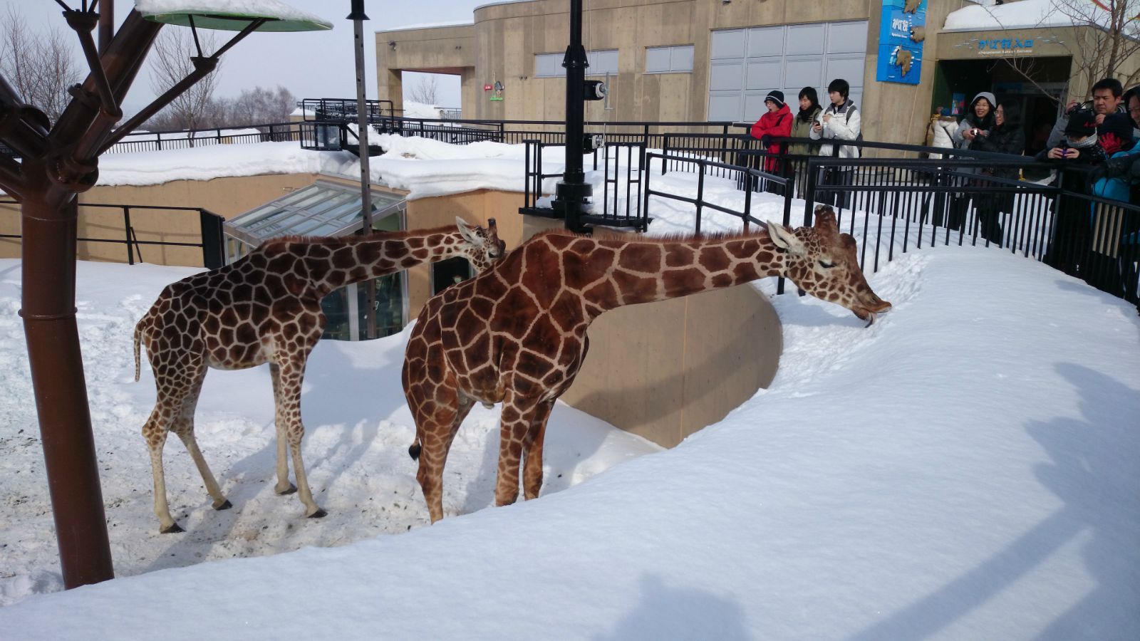 长颈鹿吃雪 旭山动物园