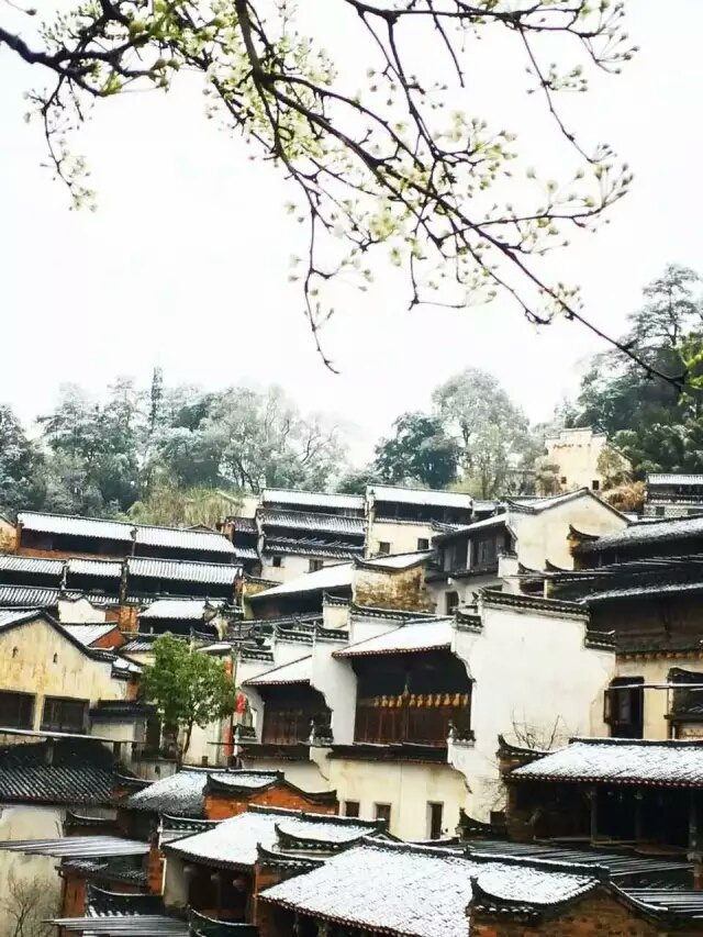 当雪花遇上油菜花-2016年3月春天,婺源又下雪