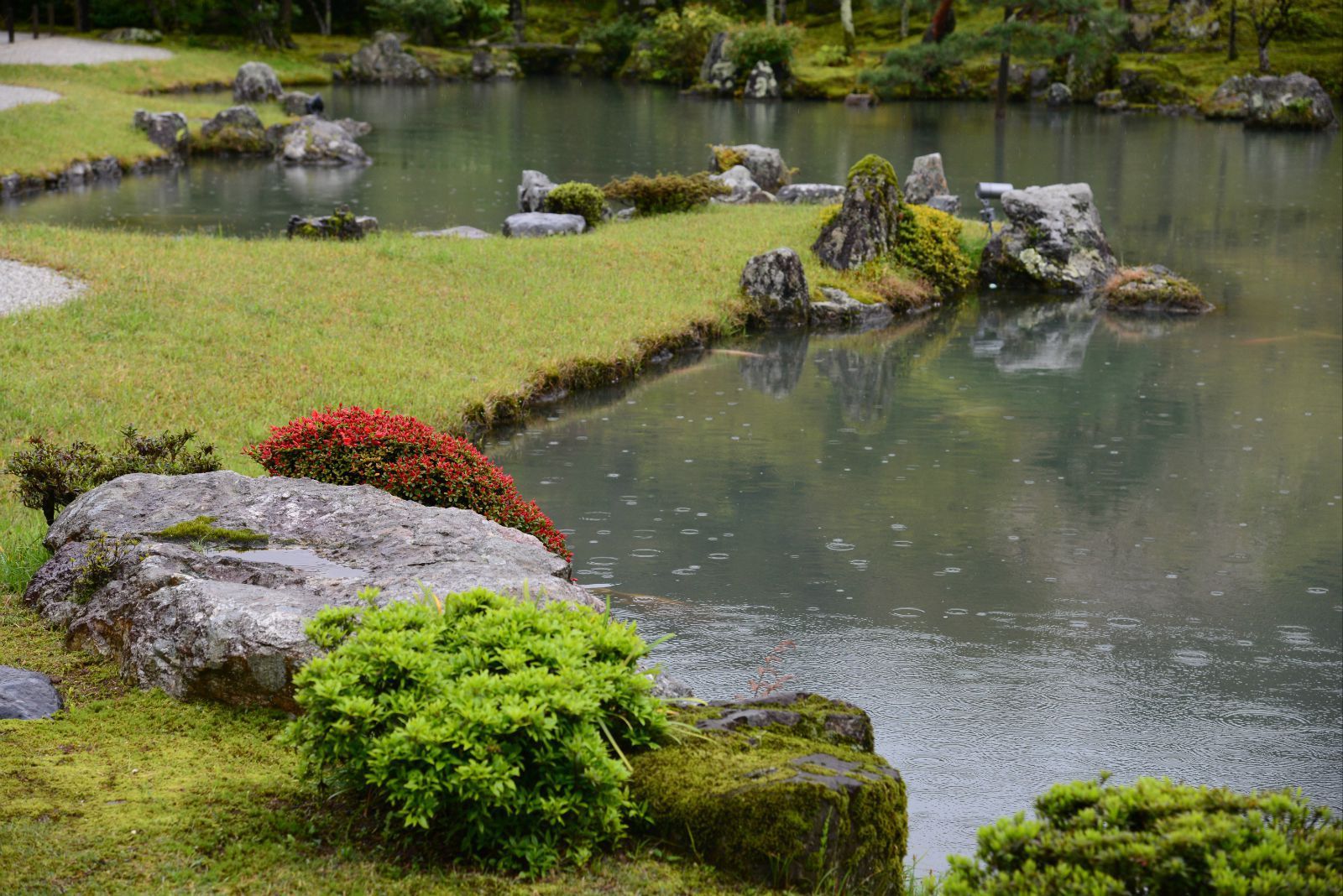 雨中的庭院格外清新,一草一木都那麼動人 京都天龍寺