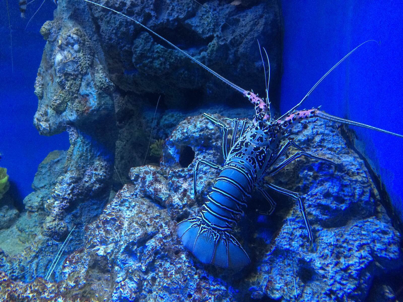蓝色的龙虾,惊艳 圣淘沙名胜世界海洋生物园