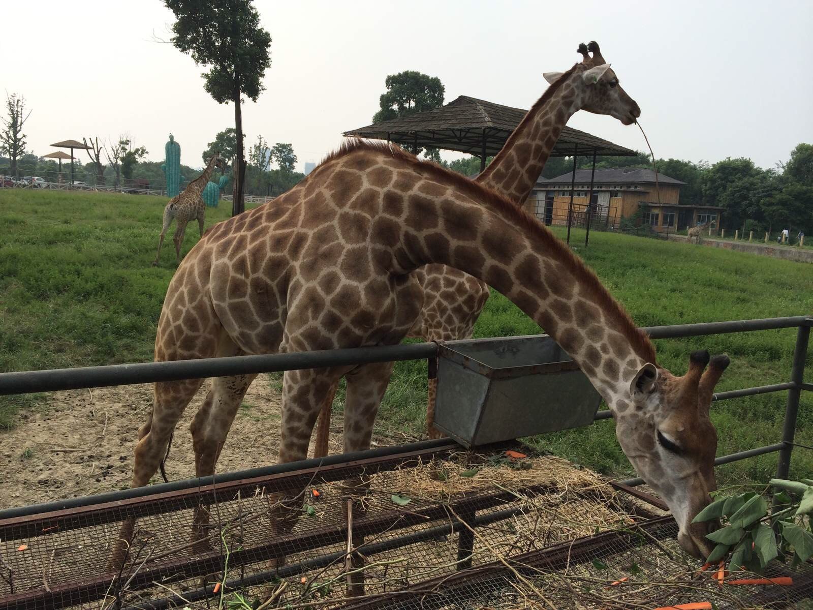 常州恐龍園,淹城野生動物園