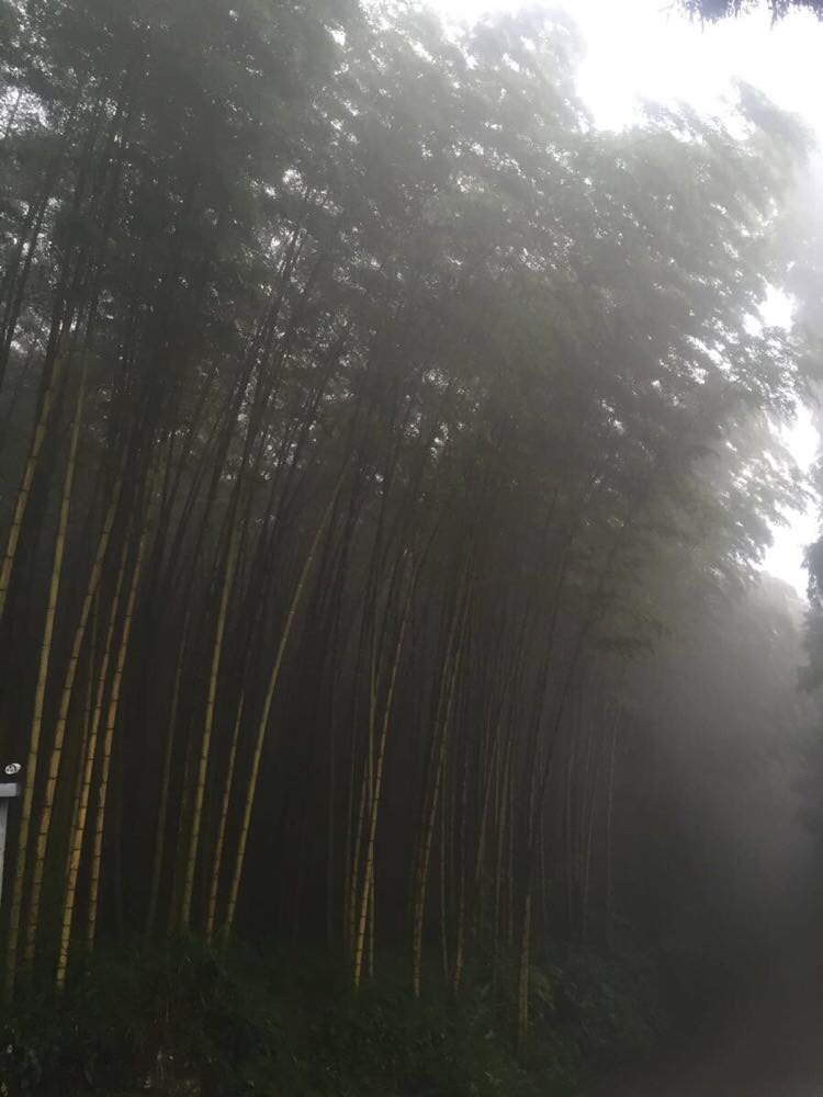  趕上下雨,竹林裡有霧氣