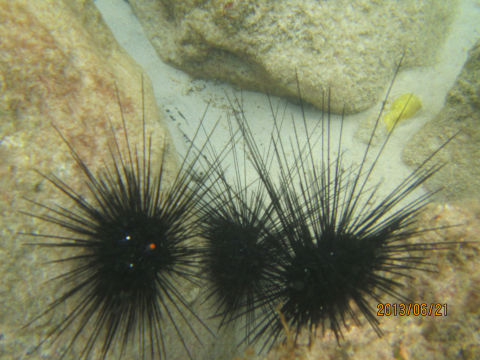 原来海胆有眼睛 bubu long beach