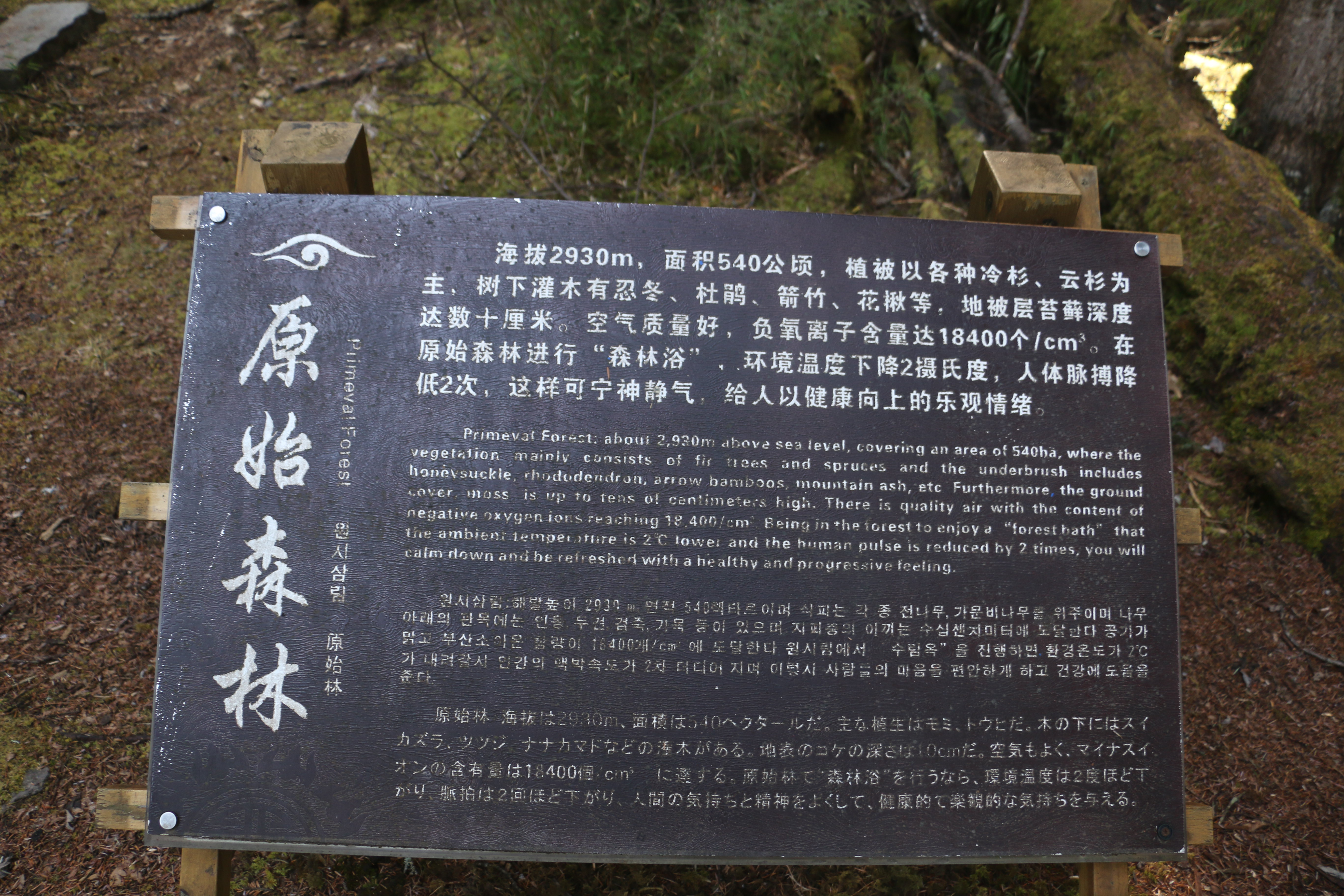 放心,一点高反都没有.当然已经喝了十天红景天了. 原始森林