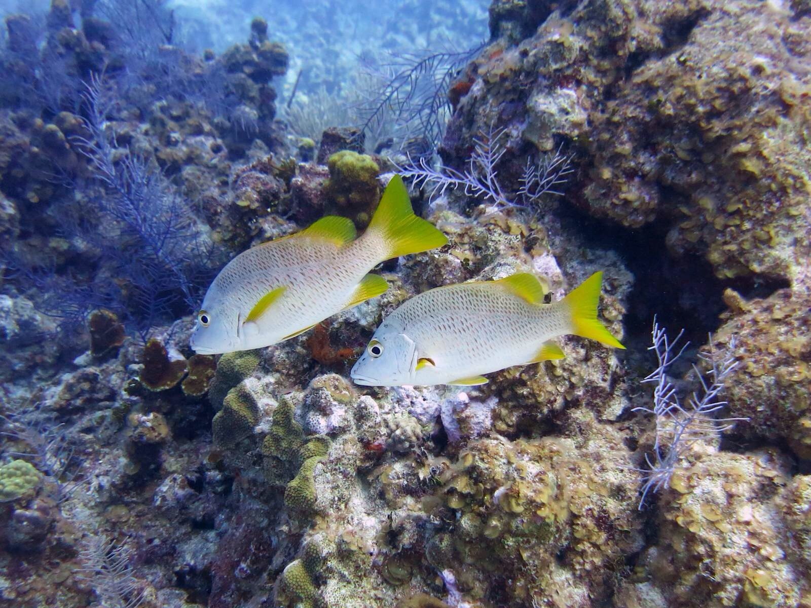 cayman islands 开曼群岛-幻梦