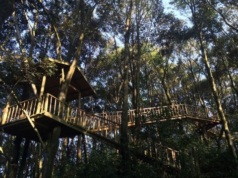 建在树林中的架空木栈道 南安天柱山香草世界